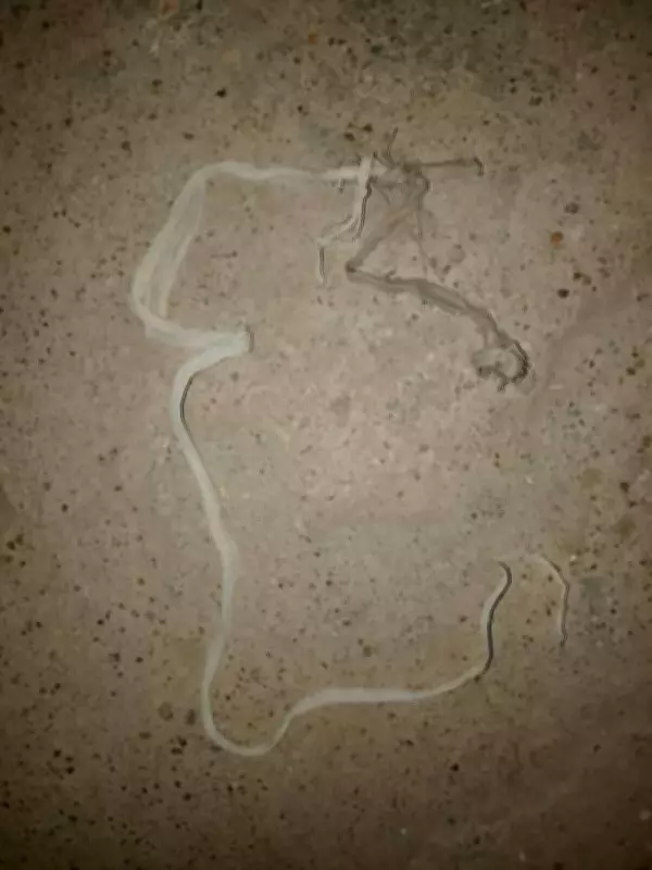 Bauchi Police Arrest 20-Year-Old for Kidnapping and Killing Friend's 4-Year-Old Nephew