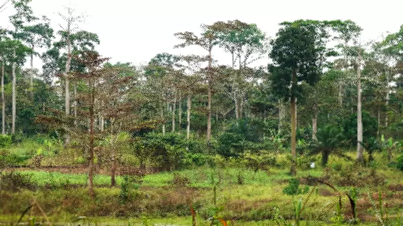 BPC Issues Urgent Warning on Nigeria's Forest Threats, Demands Action