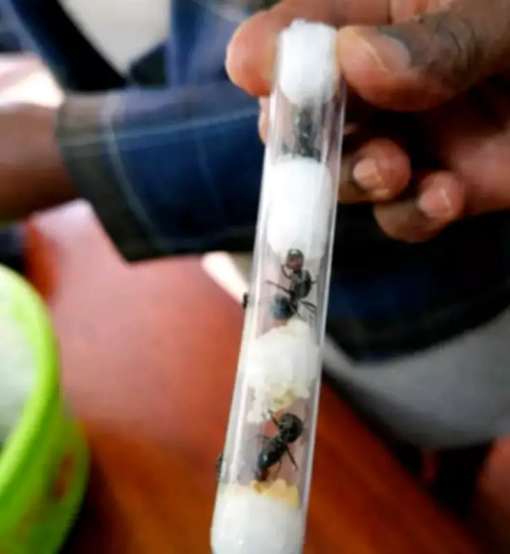 Chinese National Arrested at Nairobi Airport for Smuggling 2,000 Queen Ants