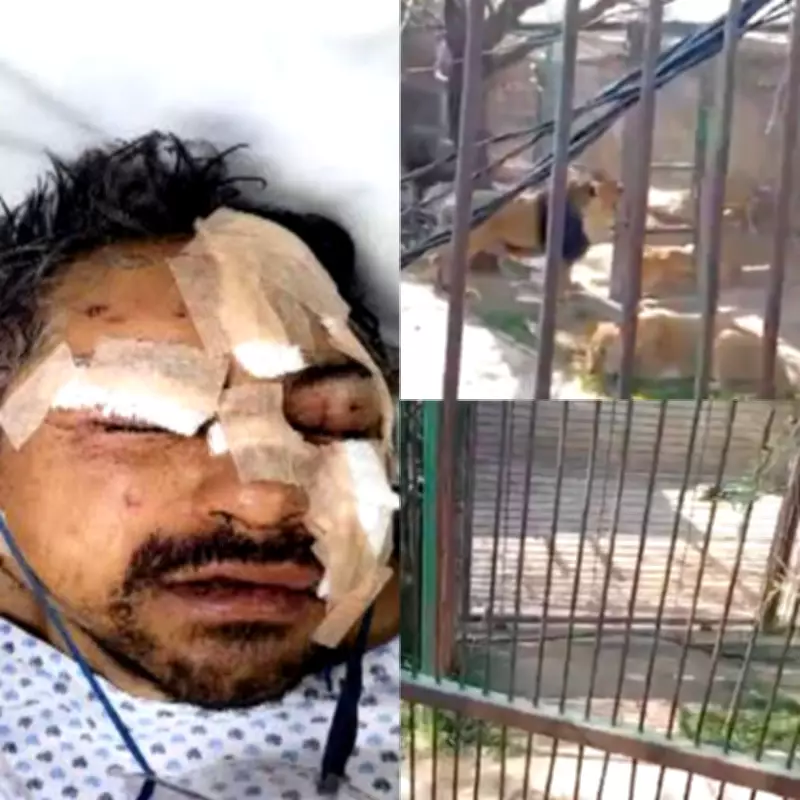 Drunk Man Mauled by Lions After Releasing Them from Zoo Enclosures in Mexico