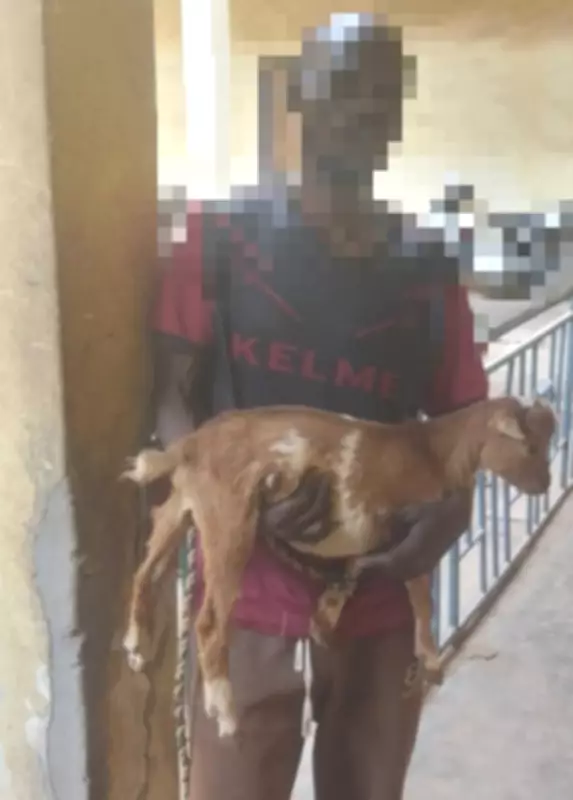 Kaduna Court Sentences Teen to Jail for Stealing Pregnant Goat, Weapon Charge