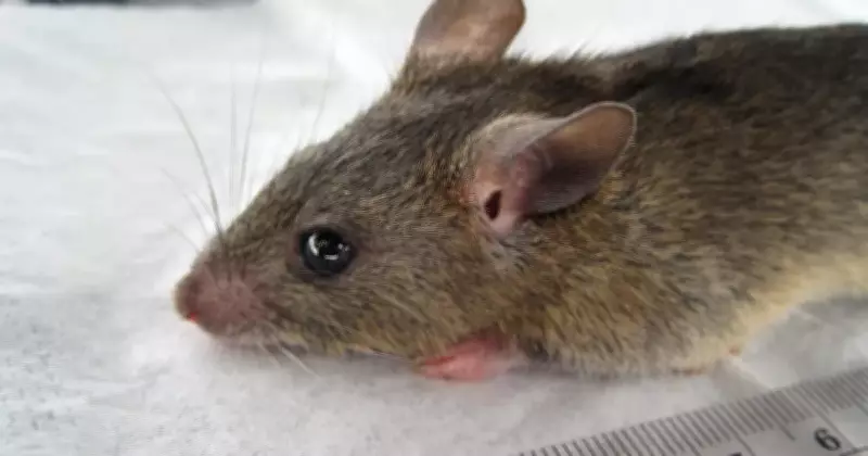 Lassa Fever Outbreak: Nigeria Records 75 Deaths as Fatality Rate Climbs to 23%