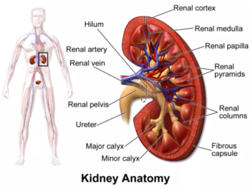 Medical Experts Advocate Regular Tests to Prevent Kidney Failure in Nigeria