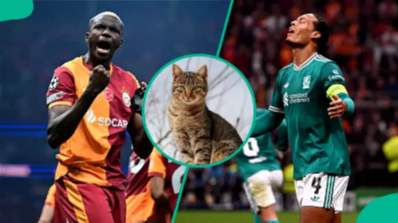 Mystic Cat Predicts Liverpool Victory Over Galatasaray in Champions League Clash