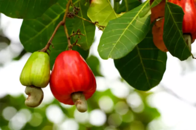 NCAN Vows to Resist Manipulation of Nigeria's Cashew Industry Roadmap