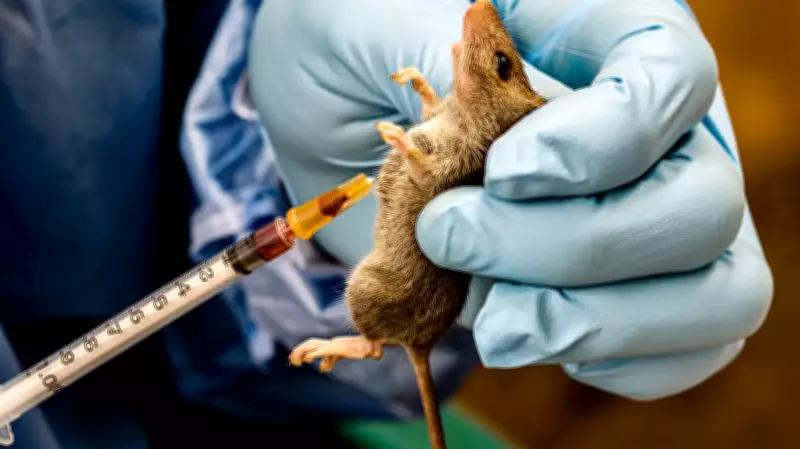 NCDC Reports 109 Deaths, 469 Lassa Fever Cases in 2026 with Rising Fatality Rate