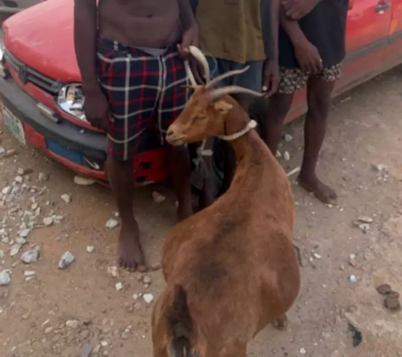 Niger State Police Arrest Three Suspected Livestock Thieves, Recover Stolen Goat