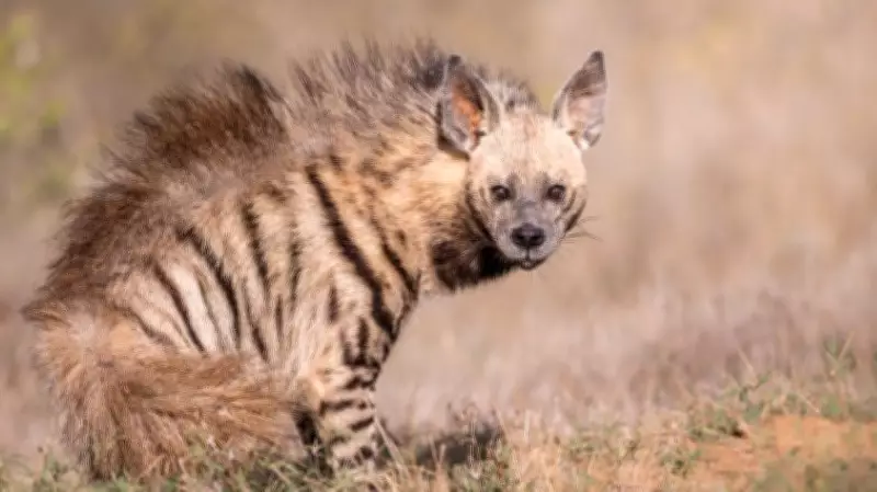 WCS Urges Global Action to Protect Declining Striped Hyena Populations