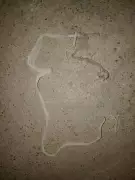 Bauchi Police Arrest 20-Year-Old for Kidnapping and Killing Friend's 4-Year-Old Nephew