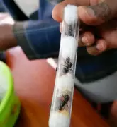 Chinese National Arrested at Nairobi Airport for Smuggling 2,000 Queen Ants