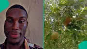 Nigerian Man's Heartbreak After Planting 'Orange' Seed During Lockdown