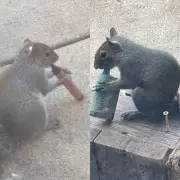 Squirrels Vaping in Parks: Viral Videos Show Rodents with E-Cigarettes