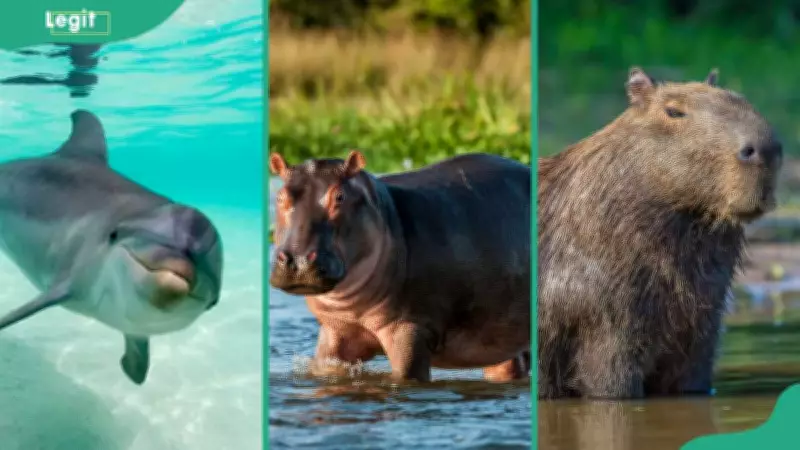 9 Aquatic Animals: Photos, Facts, and Habitats of Water-Living Creatures
