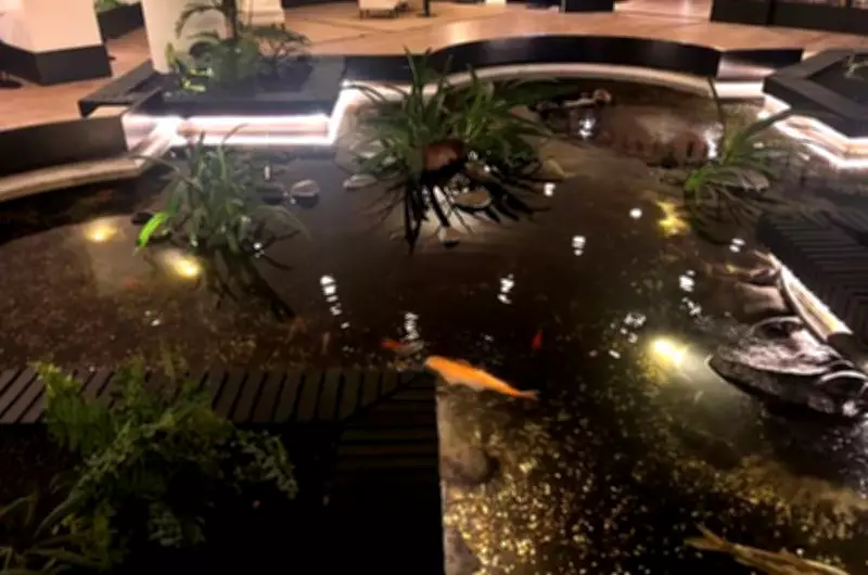 British Tourist, 70, Falls from Hotel Balcony into Koi Pond in Lanzarote