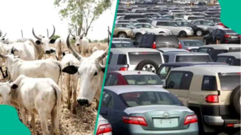Cattle Prices Surge in Lagos: Cows Now More Expensive Than Cars, Butchers Lament