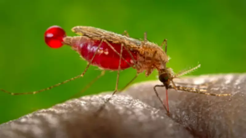 Chevron Calls for Stronger Action Against Malaria in Africa