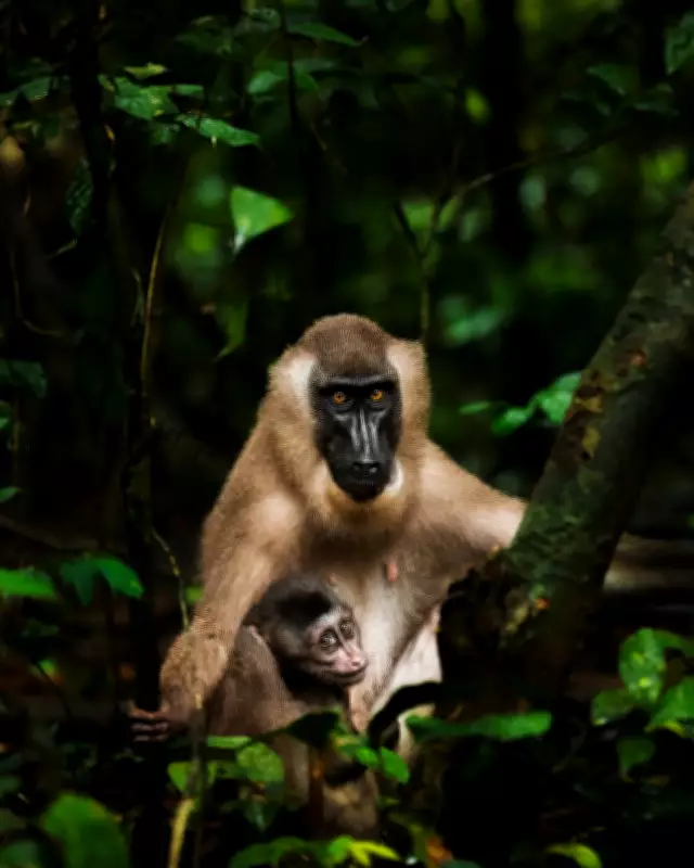 Cross River State Emerges as Nigeria's Premier 2026 Travel Destination