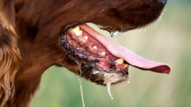 Enugu Government Confirms Dog Rabies Outbreak in Igbo-Etiti LGA