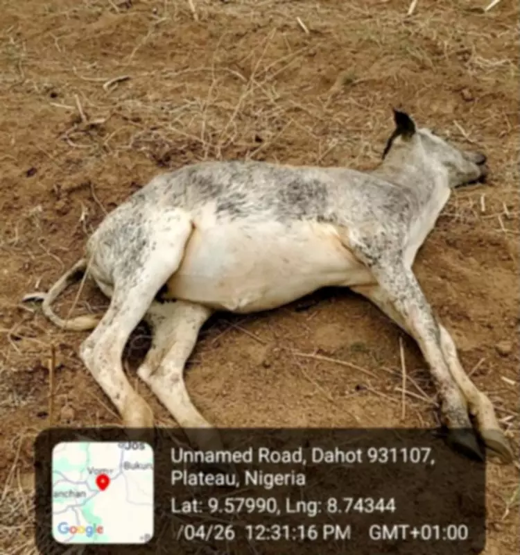 Gunmen Kill Herder, Shoot 21 Cattle in Plateau Community Attack