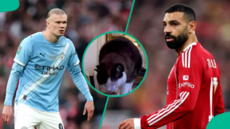 Mysterious Cat Nimbus Pronos Predicts Manchester City Victory Over Liverpool in FA Cup
