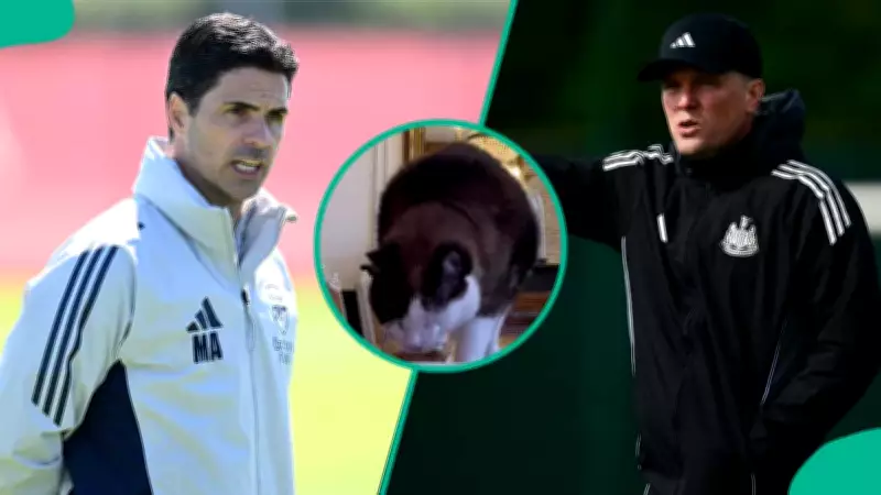 Mysterious Cat Predicts Arsenal vs Newcastle Premier League Clash