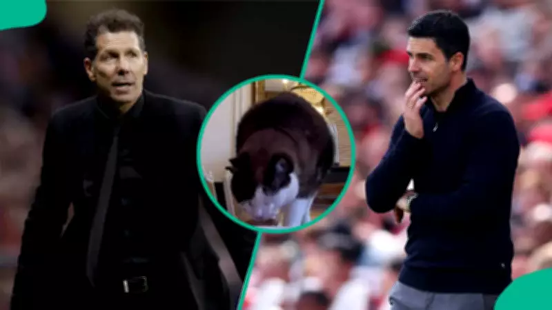 Mysterious Cat Predicts Atletico Madrid vs Arsenal UCL Semi-Final