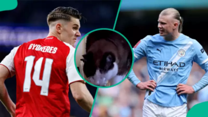 Mysterious Cat Predicts Draw for Decisive Premier League Clash Between Man City and Arsenal