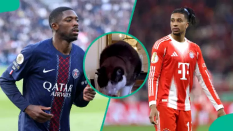 Mysterious Cat Predicts PSG vs Bayern Munich Champions League Semi-Final