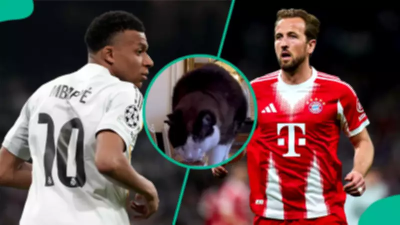 Mysterious Cat Predicts Real Madrid vs Bayern Munich UCL Semifinal Outcome