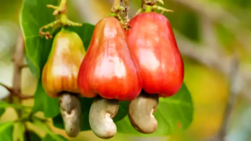National Cashew Association Vows to Resist Manipulation of Industry Roadmap