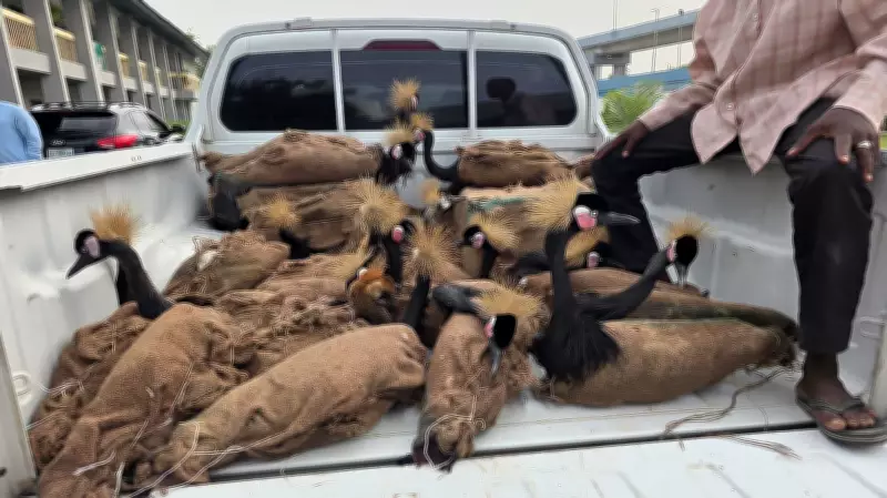Nigeria Customs Busts Major Wildlife Trafficking Ring in Maiduguri, Seizes Endangered Species