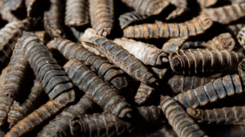 Nigeria's Feed Industry Calls for Policy Reforms to Scale Black Soldier Fly Larvae Production