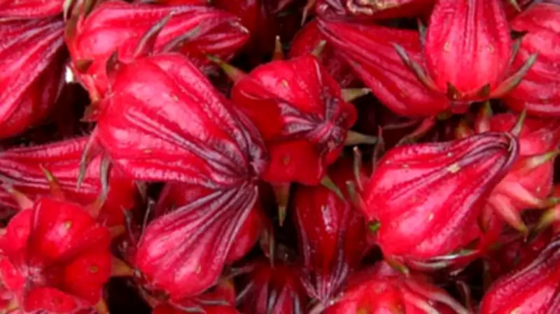 Nigeria's Lost Hibiscus Trade with Mexico: A $100 Million Promise Unfulfilled