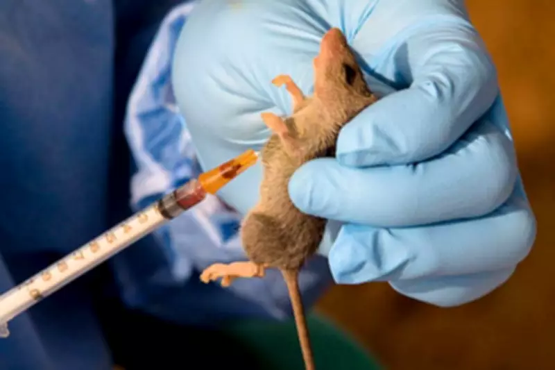 Oyo Confirms 5 Lassa Fever Cases, One Death, Activates Emergency Response