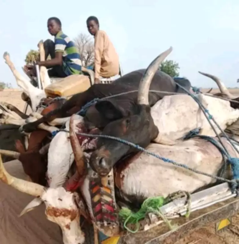 Poisonous Grass Kills Over 80 Cattle in Adamawa Community