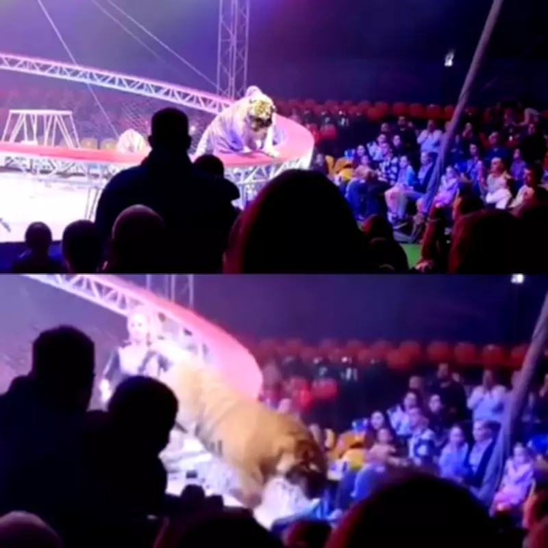 Tiger Breaks Free in Russian Circus, Leaps Into Crowd as Families Flee in Terror