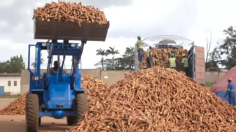 Unreliable Cassava Supply Cripples Nigeria's Processing Factories