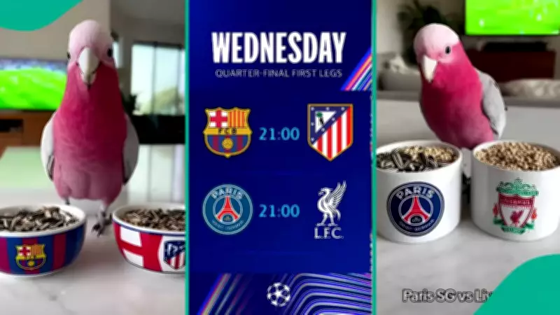 Viral Parrot Predicts PSG vs Liverpool and Barcelona vs Atletico Madrid UCL Matches