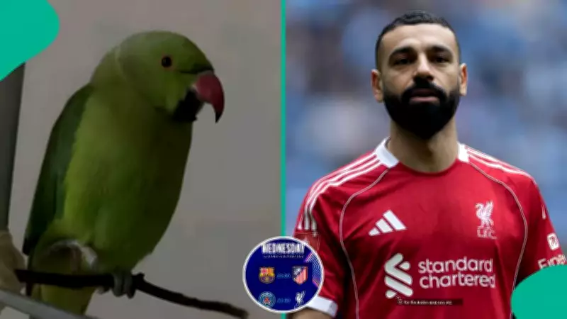 Viral Parrot Predicts PSG vs Liverpool UEFA Champions League Quarter-Final Winner