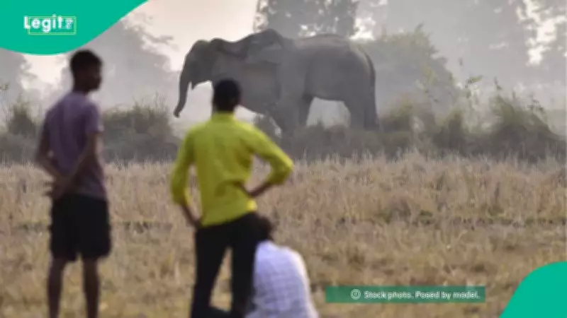 Wild Elephant Kills One, Leaves Another Missing in Oyo Community