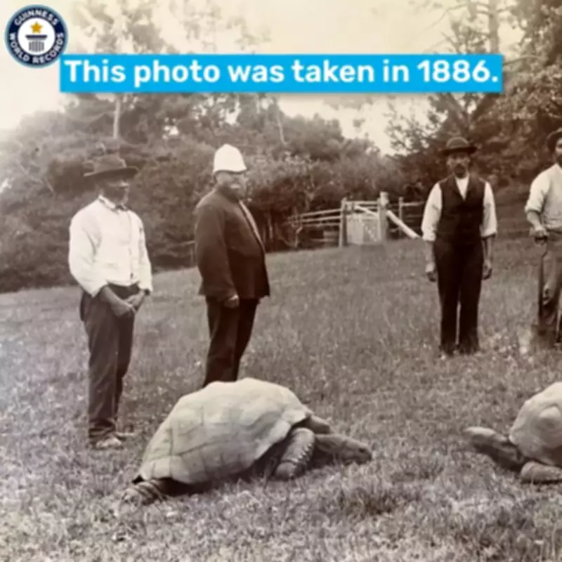 World's Oldest Tortoise Jonathan Alive, Crypto Scam Faked Death Report