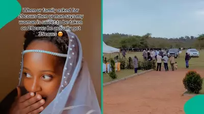 Groom Exceeds Expectation, Presents 35 Cows Instead of 20 to Bride's Family