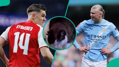 Mysterious Cat Predicts Draw for Decisive Premier League Clash Between Man City and Arsenal