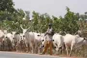 Benue Police Issue Stern Warning to Cattle Rustlers, Threaten Legal Action