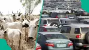 Cattle Prices Surge in Lagos: Cows Now More Expensive Than Cars, Butchers Lament