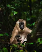 Cross River State Emerges as Nigeria's Premier 2026 Travel Destination