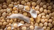 IITA Launches Africa's First Soybean Speed Breeding Facility in Zambia