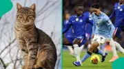 Mysterious Cat Predicts Chelsea Victory Over Manchester City in Crucial EPL Clash