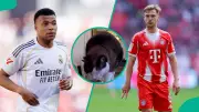 Mysterious Cat Predicts Real Madrid vs Bayern Munich UCL Quarter-Final Winner