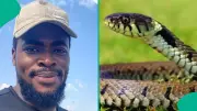 Nigerian Man Flees New Apartment After Spotting Snake in Kitchen